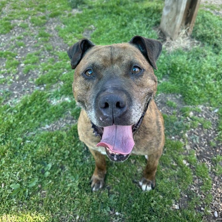 AlexAnimals's tweet photo. Happy Sunday! Take a little peek at just a few of the wonderful pets we have for adoption. Today is going to be a beautiful day -- perfect to meet your next best fur friend! #alexanimals #alexandriava #alexandriadogs #alexandriacats #novacats #novadogs #dmvcats #dmvdogs https://t.co/loJxfcFqK3