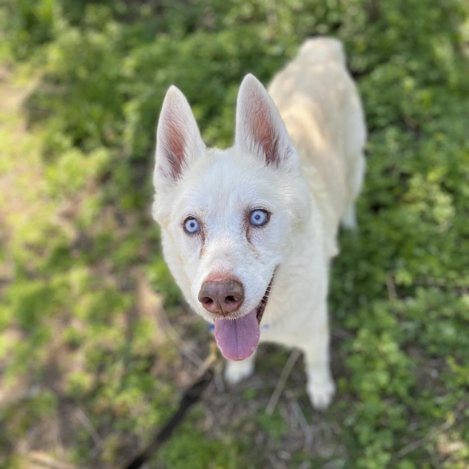 AlexAnimals's tweet photo. Happy Sunday! Take a little peek at just a few of the wonderful pets we have for adoption. Today is going to be a beautiful day -- perfect to meet your next best fur friend! #alexanimals #alexandriava #alexandriadogs #alexandriacats #novacats #novadogs #dmvcats #dmvdogs https://t.co/loJxfcFqK3