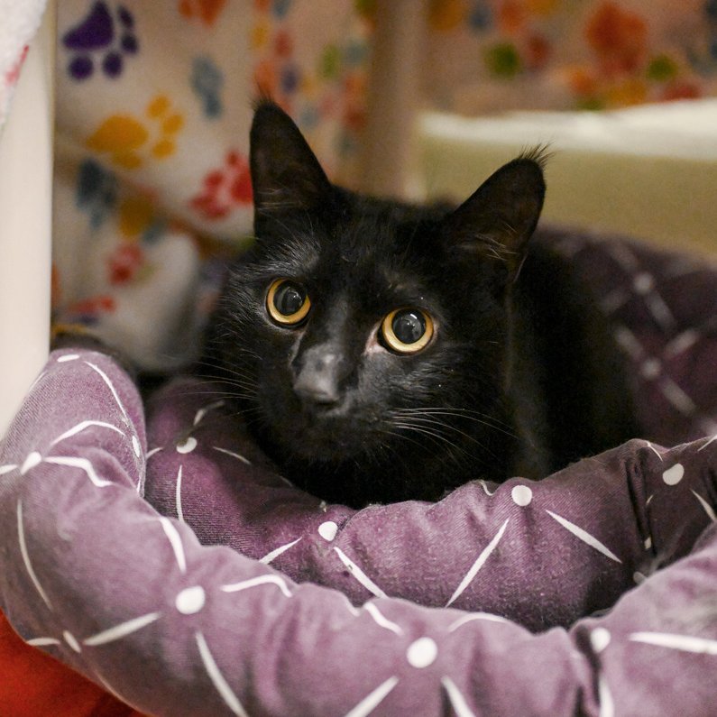 AlexAnimals's tweet photo. Happy Sunday! Take a little peek at just a few of the wonderful pets we have for adoption. Today is going to be a beautiful day -- perfect to meet your next best fur friend! #alexanimals #alexandriava #alexandriadogs #alexandriacats #novacats #novadogs #dmvcats #dmvdogs https://t.co/loJxfcFqK3