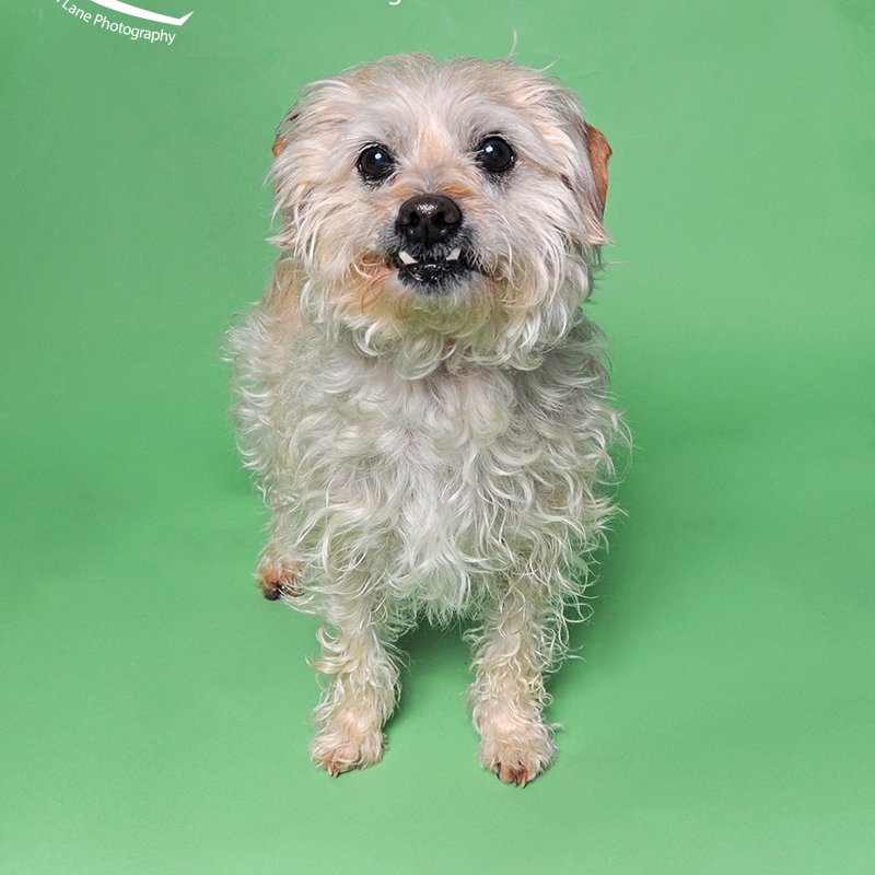 AlexAnimals's tweet photo. Happy Sunday! Take a little peek at just a few of the wonderful pets we have for adoption. Today is going to be a beautiful day -- perfect to meet your next best fur friend! #alexanimals #alexandriava #alexandriadogs #alexandriacats #novacats #novadogs #dmvcats #dmvdogs https://t.co/loJxfcFqK3