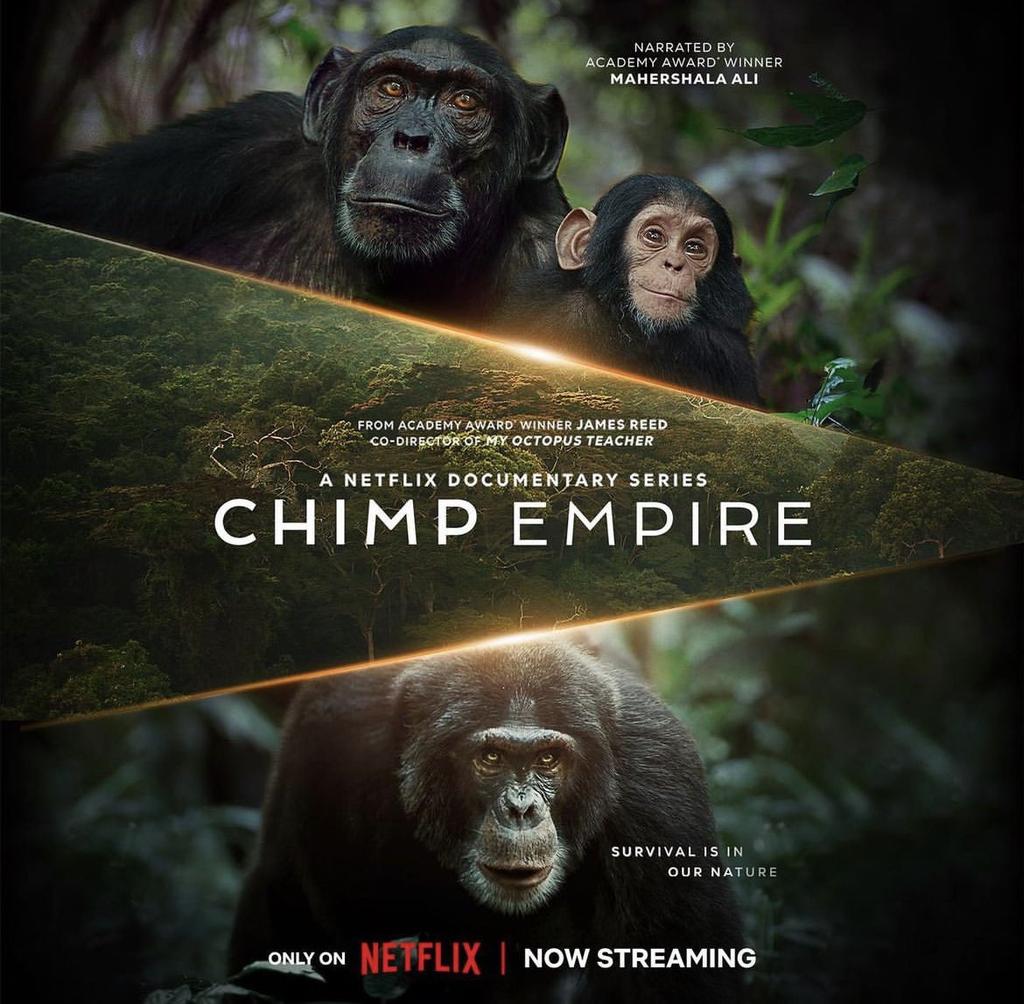 Have you watched the new documentary of CHIMP EMPIRE.????

All the scenes are captured in Uganda the pearl of Africa, it clearly shows the  chimpanzee behaviour, leadership and way of life in their groups.

Narrated by @MahershalaAli Academy Award Winner.
@ugwildlife @MTWAUganda