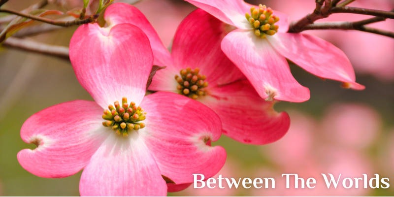 MediumAdamB's tweet image. Mercury Retrograde Discount and new EVENTS - mailchi.mp/5dea7a7bda2f/m…