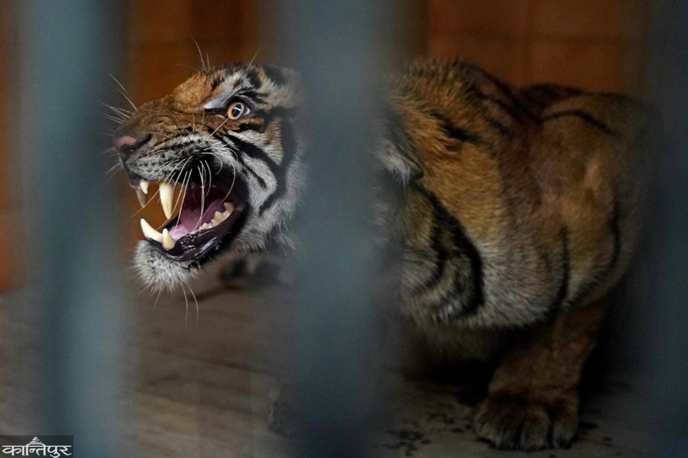 gobindapkl's tweet photo. A Man Eater Female Tiger from Shuklaphanta is Caged at Central Zoo of Nepal.
My News Report:
‘महारानी’ को बाँकी जीवन चिडियाखानामा
https://t.co/KEvhcQv5q1
#Tiger #maneater #Nepal #conflictinganimal #NTNC https://t.co/Qae0IuPPKG