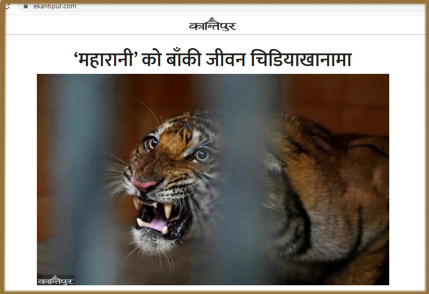 gobindapkl's tweet photo. A Man Eater Female Tiger from Shuklaphanta is Caged at Central Zoo of Nepal.
My News Report:
‘महारानी’ को बाँकी जीवन चिडियाखानामा
https://t.co/KEvhcQv5q1
#Tiger #maneater #Nepal #conflictinganimal #NTNC https://t.co/Qae0IuPPKG