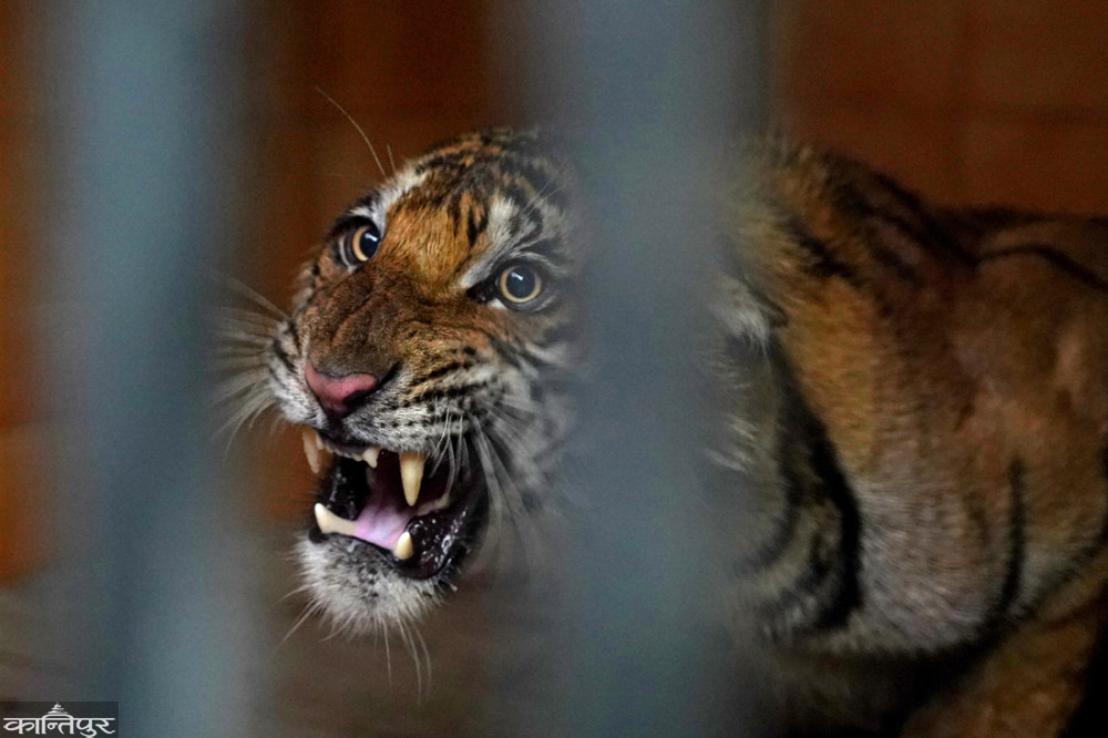 gobindapkl's tweet photo. A Man Eater Female Tiger from Shuklaphanta is Caged at Central Zoo of Nepal.
My News Report:
‘महारानी’ को बाँकी जीवन चिडियाखानामा
https://t.co/KEvhcQv5q1
#Tiger #maneater #Nepal #conflictinganimal #NTNC https://t.co/Qae0IuPPKG