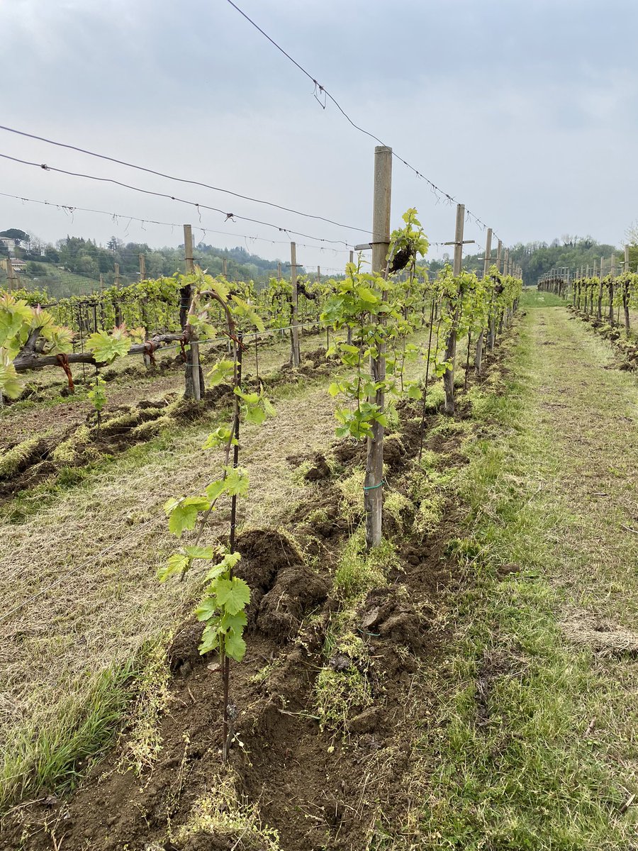 Annapax3's tweet photo. #ConeglianoValdobbiadene #Prosecco ..e anche quest’anno ci siamo…piccoli grappoli crescono 🥂 https://t.co/7pHHcneD4f
