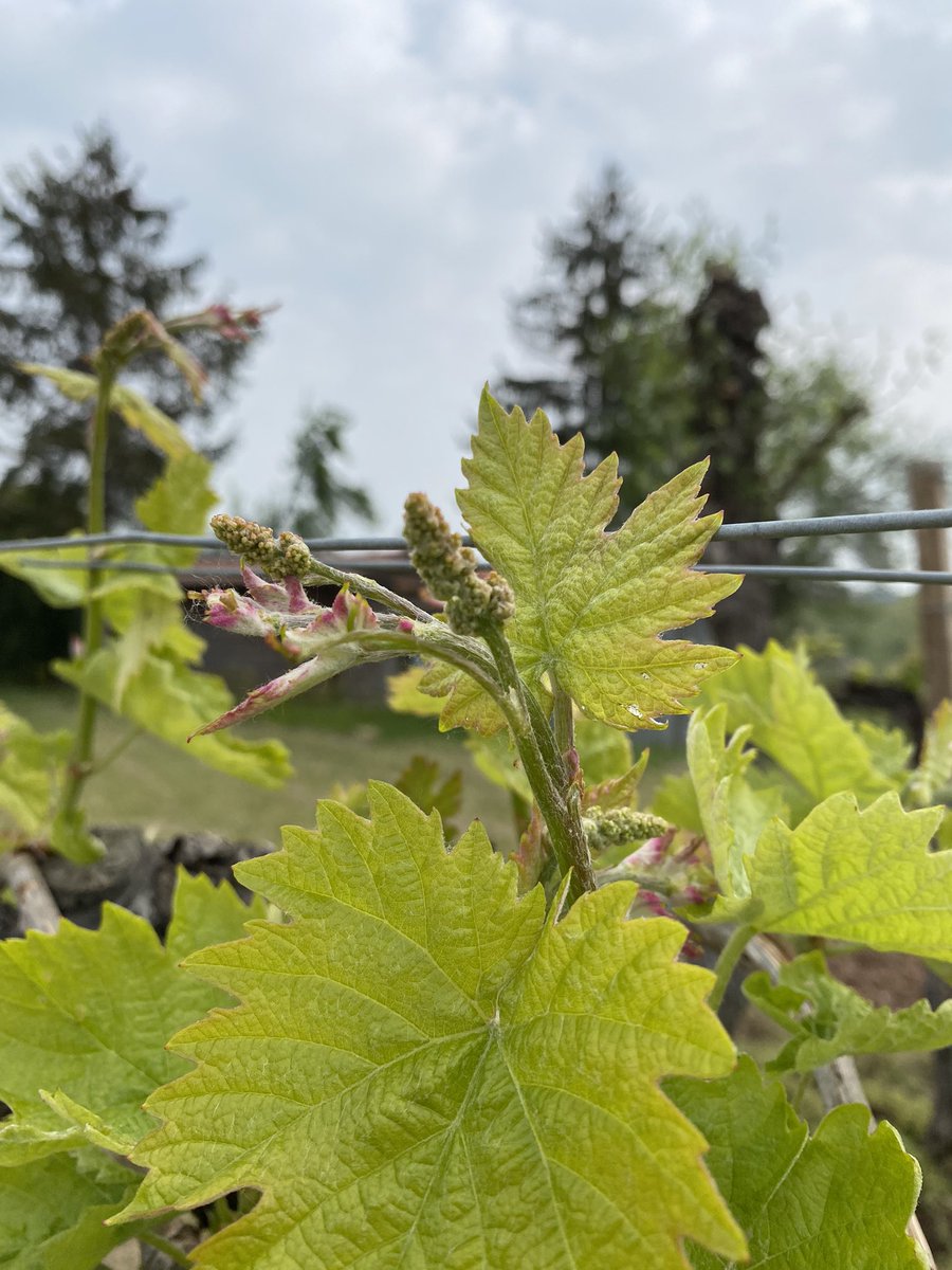 Annapax3's tweet photo. #ConeglianoValdobbiadene #Prosecco ..e anche quest’anno ci siamo…piccoli grappoli crescono 🥂 https://t.co/7pHHcneD4f