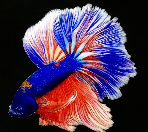 「acrylic paint (medium) fish」 illustration images(Latest)