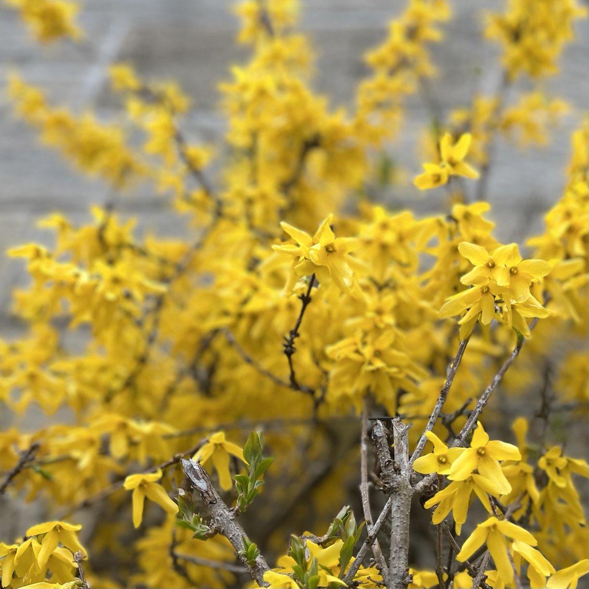 cgna_ca's tweet photo. As #NationalVolunteerWeek comes to an end, we send gratitude to @cgna_ca National board, Provincial boards, Perspectives Editorial board, reviewers, and conference organizers our deep gratitude! #WeavingUsTogether #CGNA #CGNA2023 #EmergeFromTheMist https://t.co/V10OPvDfPQ