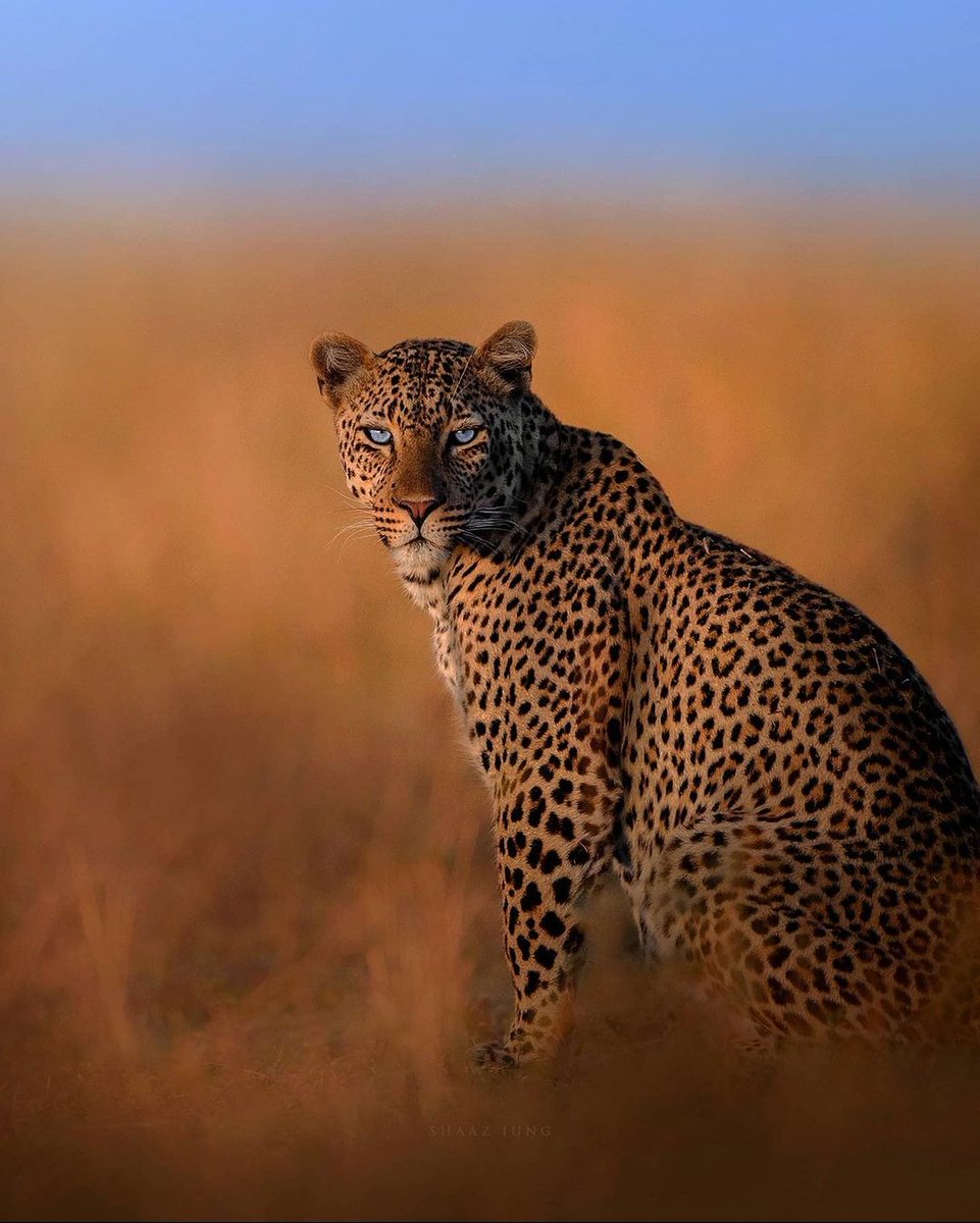 ScribeFlash's tweet photo. Magnifique léopard 🐆 https://t.co/azrJeY1s57