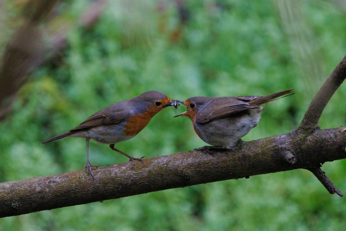 bluemonty221's tweet photo. #European_Robin #birders_gallery #birders #birding #bird_photoglaphy #bird_watching #nature #pair #present #γ¨γΌγγγγ³γγγͺ #γγγ³ https://t.co/Y35pr5fn9w