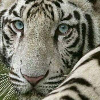 SirMlemaga's tweet photo. #NewProfilePic https://t.co/qURXAtGdvl