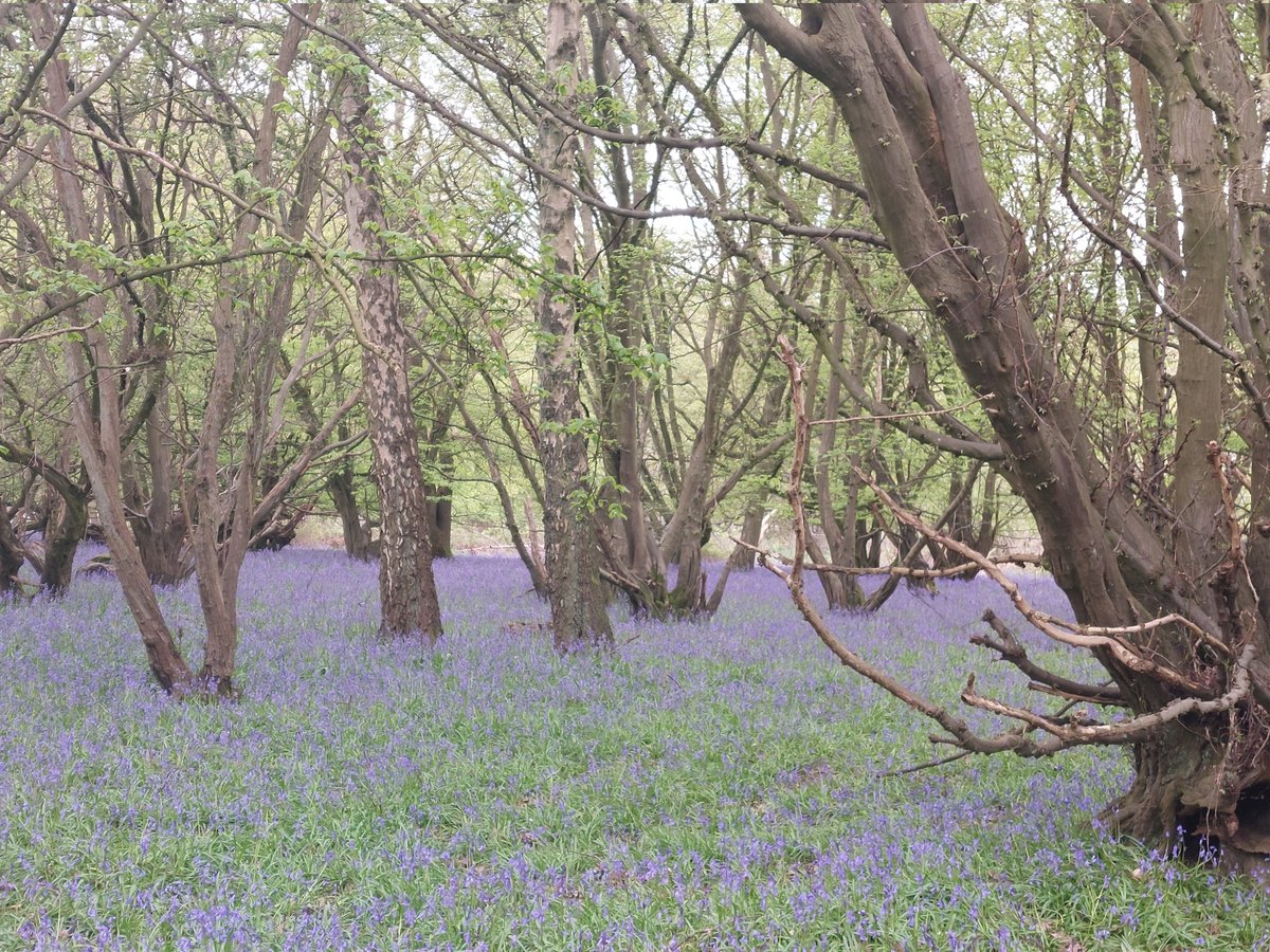 AineMcKnight's tweet photo. Bluebells! https://t.co/2emEhy9fOX