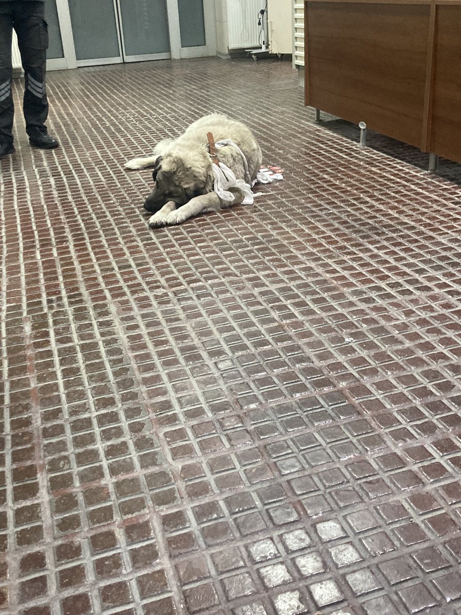 Ankara’nın orta yerinde bu cana tecavüz etti aşağılık ! Artık yeter yatarı olan hapis cezası şart ! Bu sapkınlar yüzünden hiçbir canlının can güvenliği yok . <a href="/adalet_bakanlik/">T.C. Adalet Bakanlığı</a>