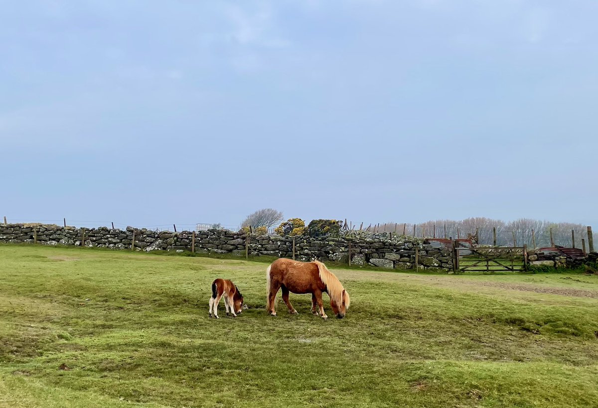 Well good morning little one! 
Shetland pony mare with her tiny foal on the north moor, these ponies are incredibly hardy and very strong with a long history of being on Dartmoor. 

#dartmoor #devon #ponies #Shetland