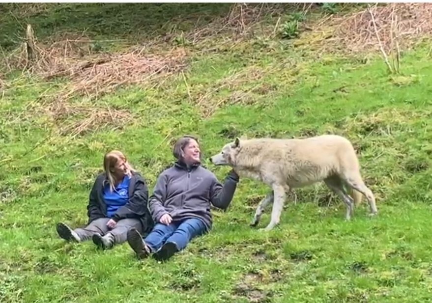 Holisticare1's tweet photo. What an amazing experience - meeting and interacting with this gorgeous wolf. It made me feel very grateful that I was able to walk on the steep, slippy ground, and get up and down easily.
#wolfwatch #wolfkisses #myofascialrelease #Holisticare #lifeunrestricted https://t.co/37nLIdZBgD