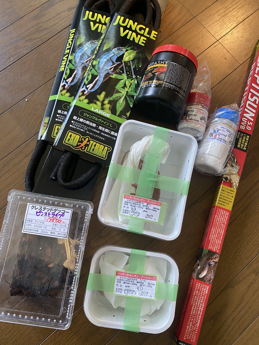 zenigame_com's tweet photo. 今日の戦利品
レオレオさんで、赤いアンビローブのペアにしました。
奥さんからのミッションのクレスもGET。
#ジャパンレプタイルズショー 
#BIGレプ https://t.co/yPDOxyxA3c