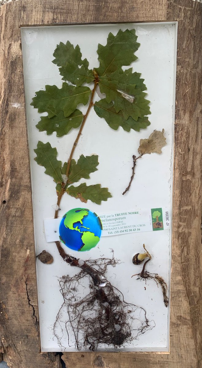 Lestruffieresd2's tweet photo. Venez en visite (gratuite) découvrir nos outils pédagogiques pour appréhender simplement la trufficulture, autour de l’histoire, la biologie, la chimie des sols…
#adopteunchene c’est aussi la transmission de nos connaissances et de nos savoir-faire. 
#bondimanche 🌳🌳🌳🌳🌳 https://t.co/CHxK0USwzP