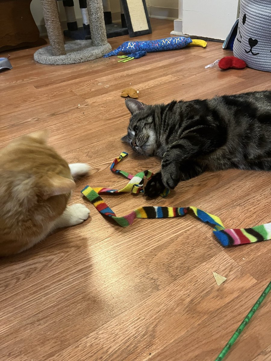 The Cat Senate tweet media