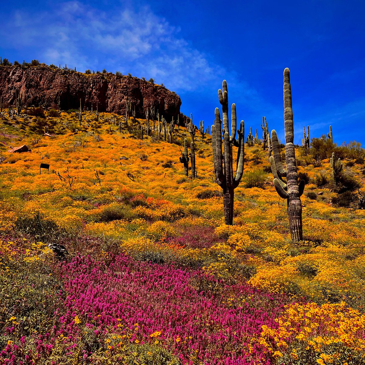 bialach's tweet photo. Desert floor super bloom - Tonto National Monument, AZ

#spring #flowers #flowerphotography #arizonahiking #landscape #landscapephotography #outdoors #nature #naturelover #nofilter #photography #survival #bushcraft #21daysurvival #camping #nakedandafraid #discovery https://t.co/5E331C02tE