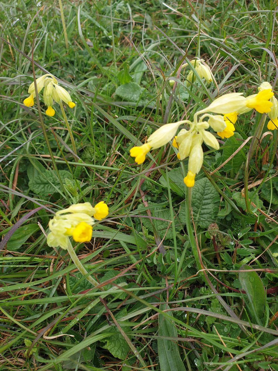 Early cowslips at the top of Goodwood.