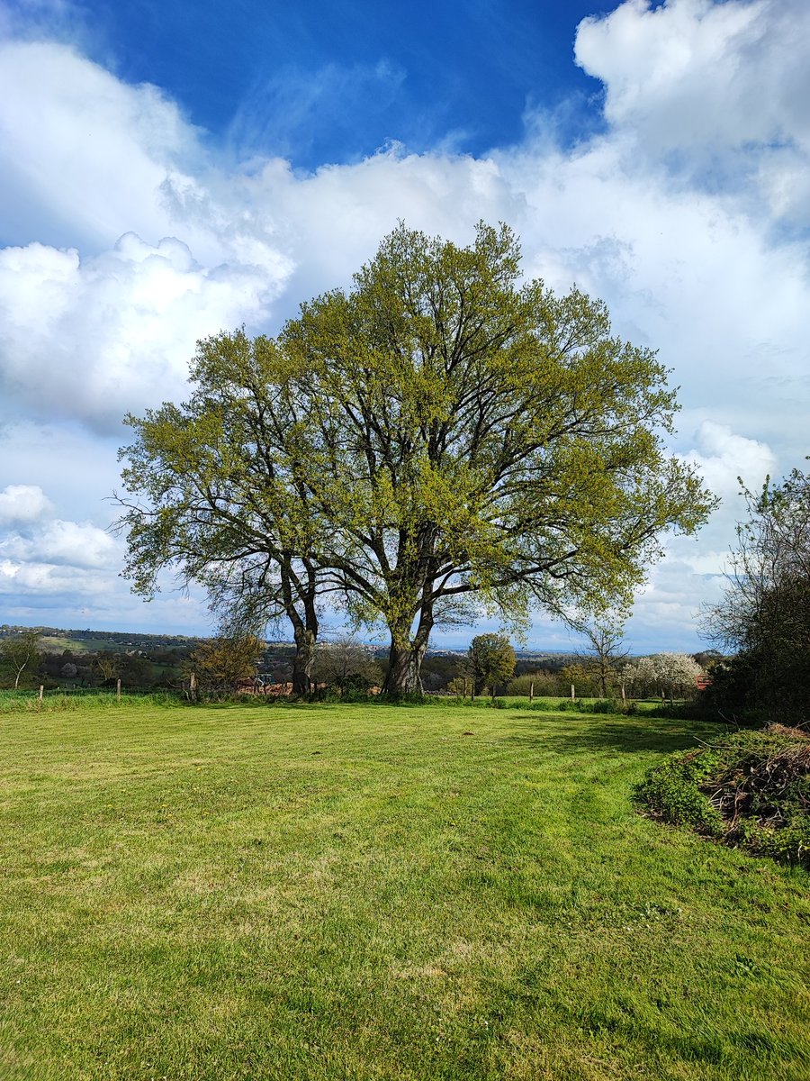 LeRepaireGites's tweet photo. 🌳🌞🍂❄️ This old oak tree has seen it all! From the warm sunshine of summer to the crisp leaves of autumn, from the snow-covered branches of winter to the fresh green buds of spring, this tree has stood tall through every season #nature #seasons #oaktree #beauty https://t.co/7hzE0WQr3k