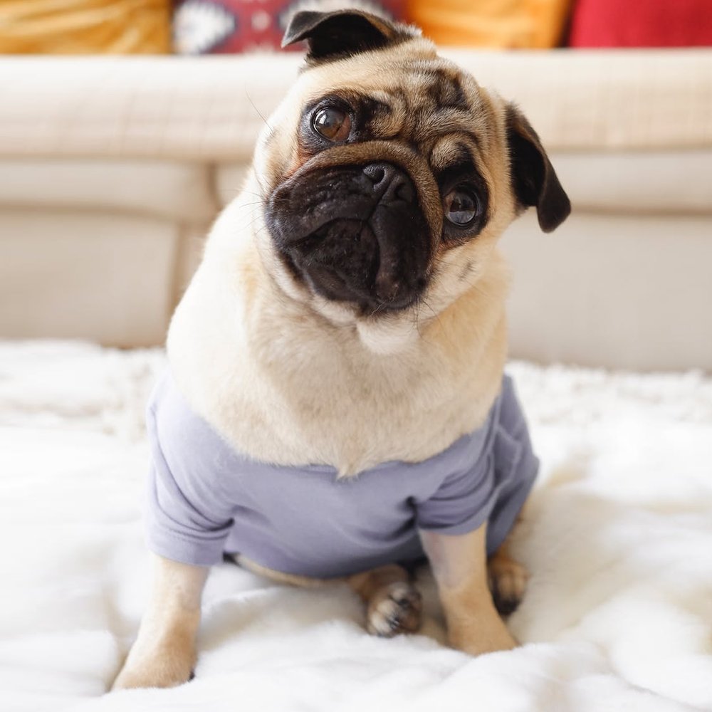 NitetronicSmart's tweet image. Hey there, I&apos;m Nico! Nice to meet ya🐾
My Hooman says I&apos;d be the most pawfect lil&apos; pooch if I didn&apos;t snore.
Do you have the same struggle?

#Nitetronic #SleepBetter #snoringsolutions
#puppy #puppylife #pug #puglove