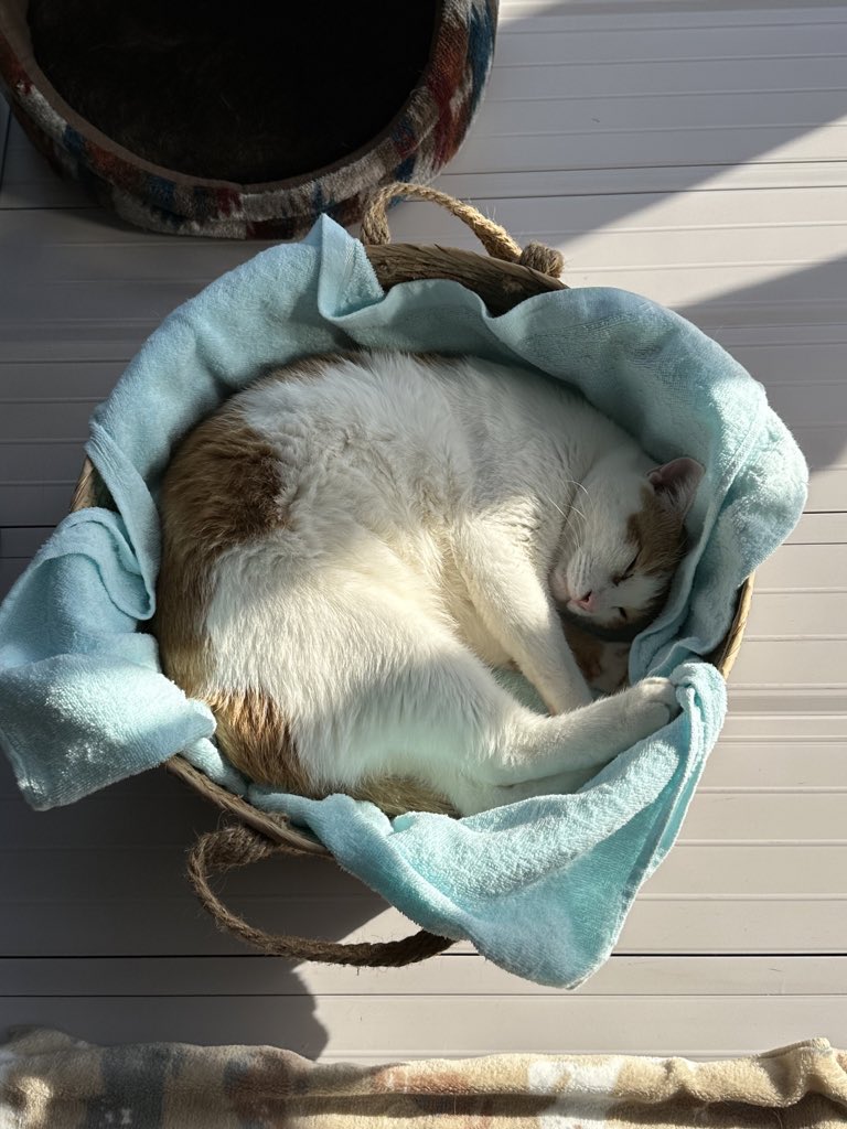 mikitadao's tweet photo. ☀️🐱 https://t.co/21H63gLpB0