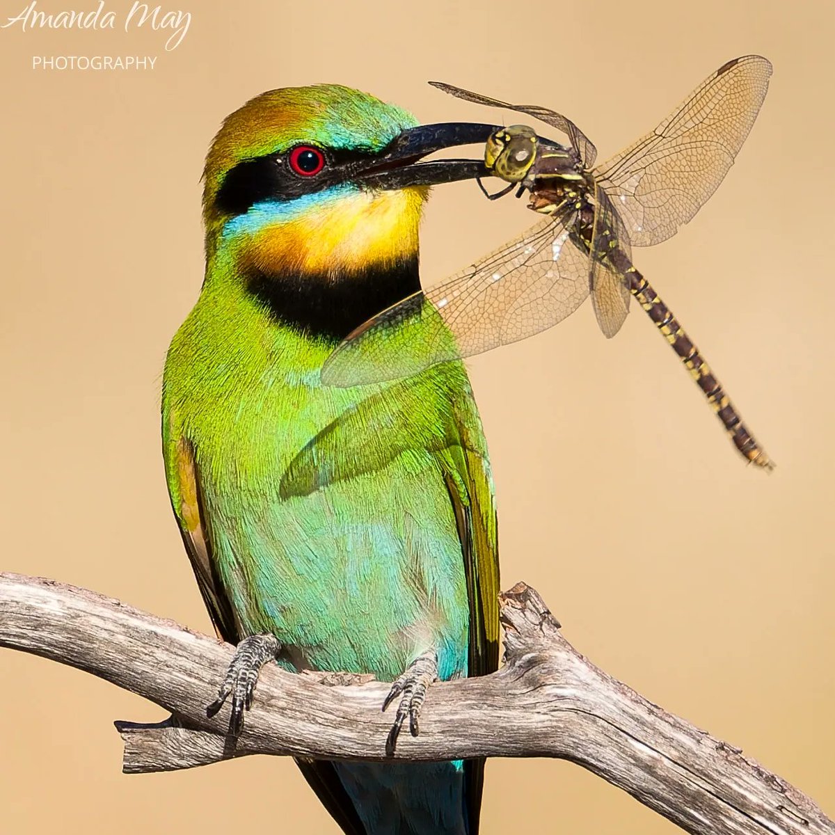 amanda_vallance's tweet photo. Rainbow Bee-Eater 

#birding #birdphotography #birdphoto #Australia #birdlifeaustralia #photography #photographer #nature #birdwatching https://t.co/xG6XdVigHB