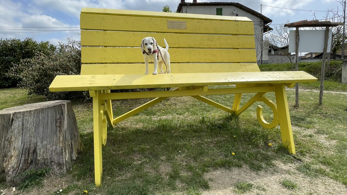 Am I small or is the bench big? #BeagleDay #beagle #beagles #lucythebeagle #bigbench