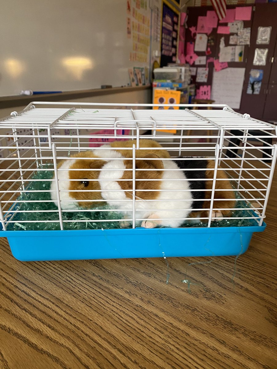 Meet Harper and Cookie Dough, our pet Guinea pigs. They love to listen to students read and prefer to come out of their cage when students are focused on their learning. #BSES