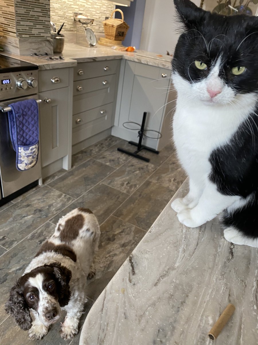 SpanielsSuper's tweet photo. Mum got stung by wasps 🐝in the garden
She went inside for vinegar…. PussPuss &amp; I both reported for First Aid duties #ShesFine #FirstAidCrew #PoorMum https://t.co/MKOGVD0r75