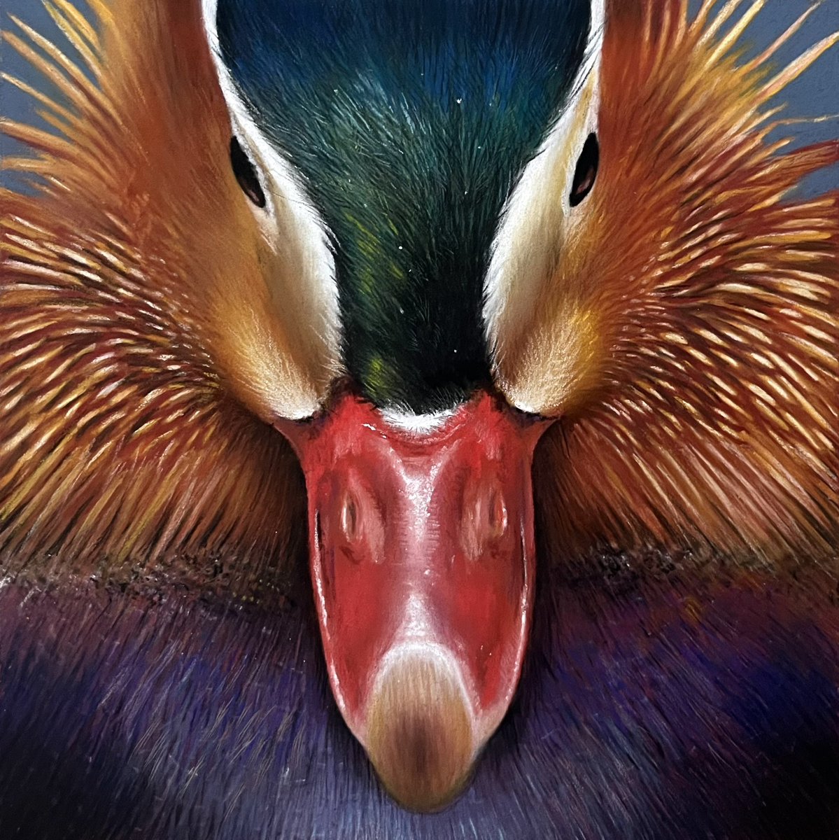 Mandarin Duck finished. Nice bit of colour in this one. Pastel pencils and soft pastels on 6'x6' pastelmat. Hope everyones having a nice weekend 🙂.
#art #artdrawings #artartart #artdailypage #artday #arteveryday #pencil #painting #ducks #birdart #sketches #sketchart #fastart