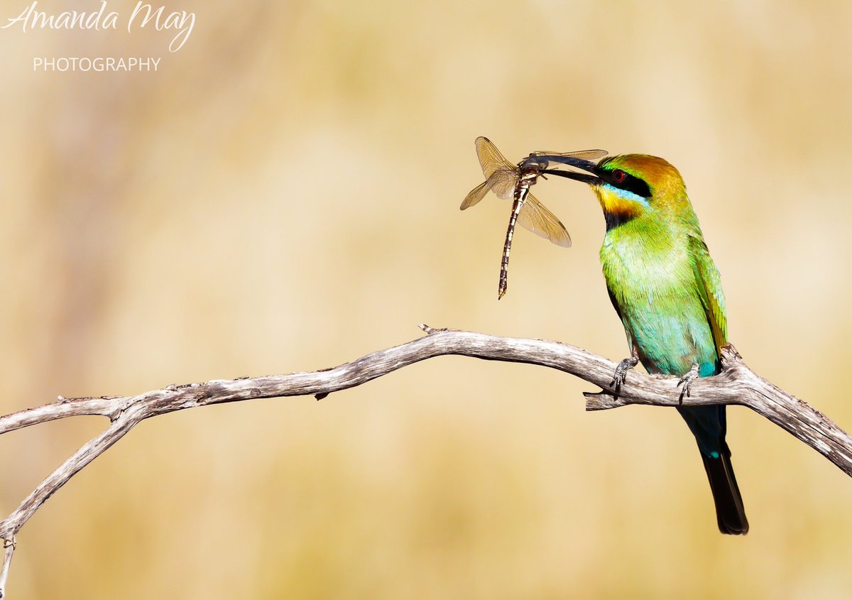 amanda_vallance's tweet photo. Rainbow Bee-Eater

#birding #bird #photography #photographer #nature #NaturePhotography #birdlife #birdlifeaustralia #binoculars @ZEISSBirding https://t.co/AVWN1wBKdn