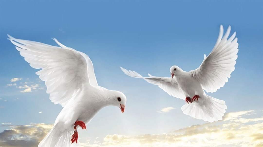 #STOP_WAR_IN_SUDAN.
#اوقفو_الحرب_في_السودان
#STOP_WAR_IN_SUDAN.
#اوقفو_الحرب_في_السودان.