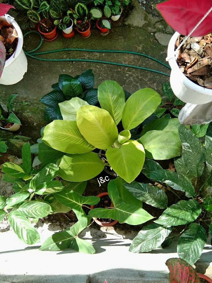joshcalebgarden's tweet photo. Plants are great in keeping your home cool. 👍🌿
#benefitsofplants #homegarden #iloveplants https://t.co/ESPIGJK3YF