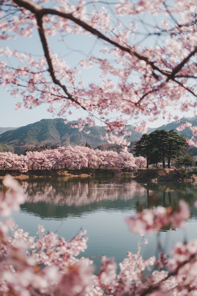 あやか tweet media