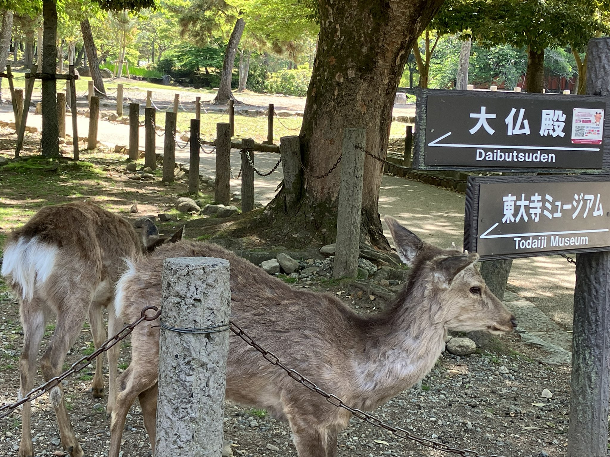 ちびもかのページです♪ ちびまる子ちゃん さくらももこ脚本集 「ヒデじいのお見舞いに