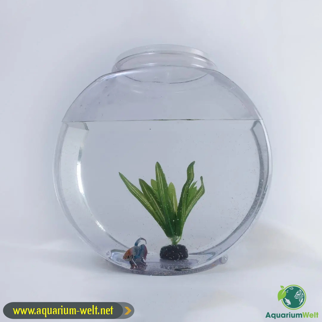 Kleinere Aquarien mit einem Volumen von unter 50 Liter sind in den letzten Jahren durch die immer beliebter werdende Nano-Aquaristik sehr gefragt geworden. Besuchen Sie für Details > cutt.ly/i5dNQx1
•
•
👉 aquarium-welt.net
•
•
#aquariumtiere #aquariumpflanzen