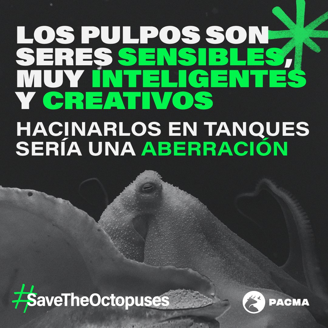 PartidoPACMA's tweet photo. Reclamamos que se paralice el proyecto de la granja de pulpos. ¡Es un despropósito! #SaveTheOctopuses https://t.co/AyMWYxPLyD