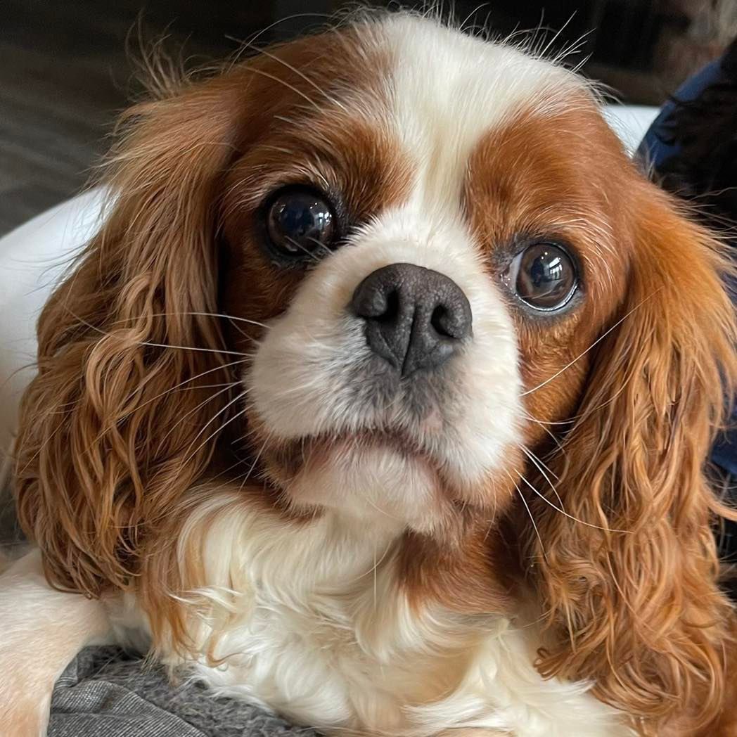 Posie is a beautiful 4-year-old Blenheim Cavalier looking for her wonderful forever home ❤️ In foster in North Lincolnshire 

Posie came into the rescue from a breeder and now enjoys the diva Cavalier lifestyle, especially bossing hoomans around for foodables!

She is a nervous