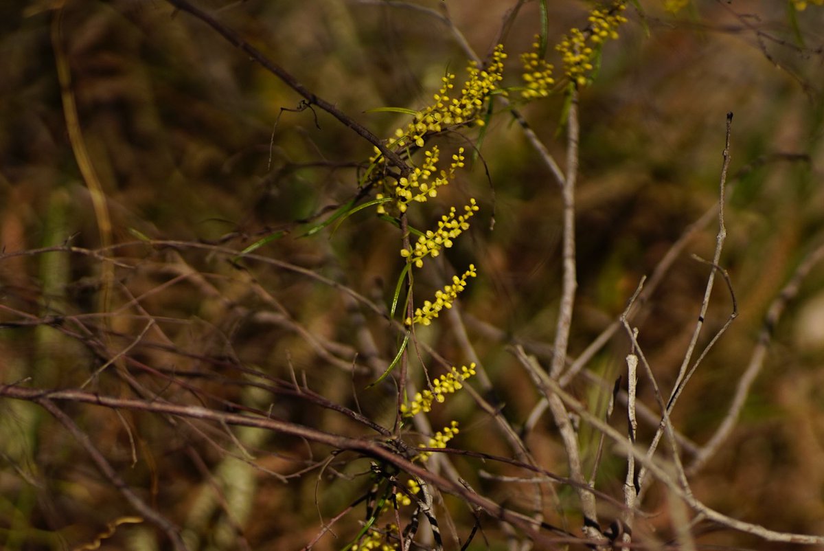 lost_in_botany's tweet image. Flowers of #Dioscorea hastifolia form spires of mostly upright spikes with yellow flowers and although not large glow when sunlight hits them right! (📸:2019)