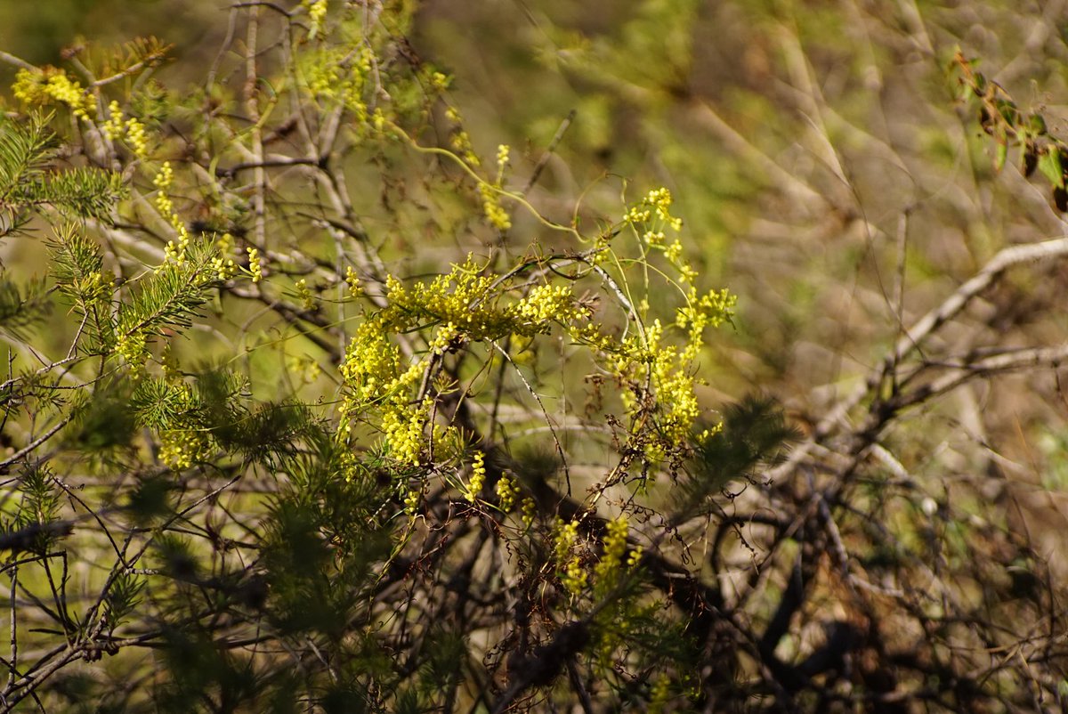 lost_in_botany's tweet image. Flowers of #Dioscorea hastifolia form spires of mostly upright spikes with yellow flowers and although not large glow when sunlight hits them right! (📸:2019)