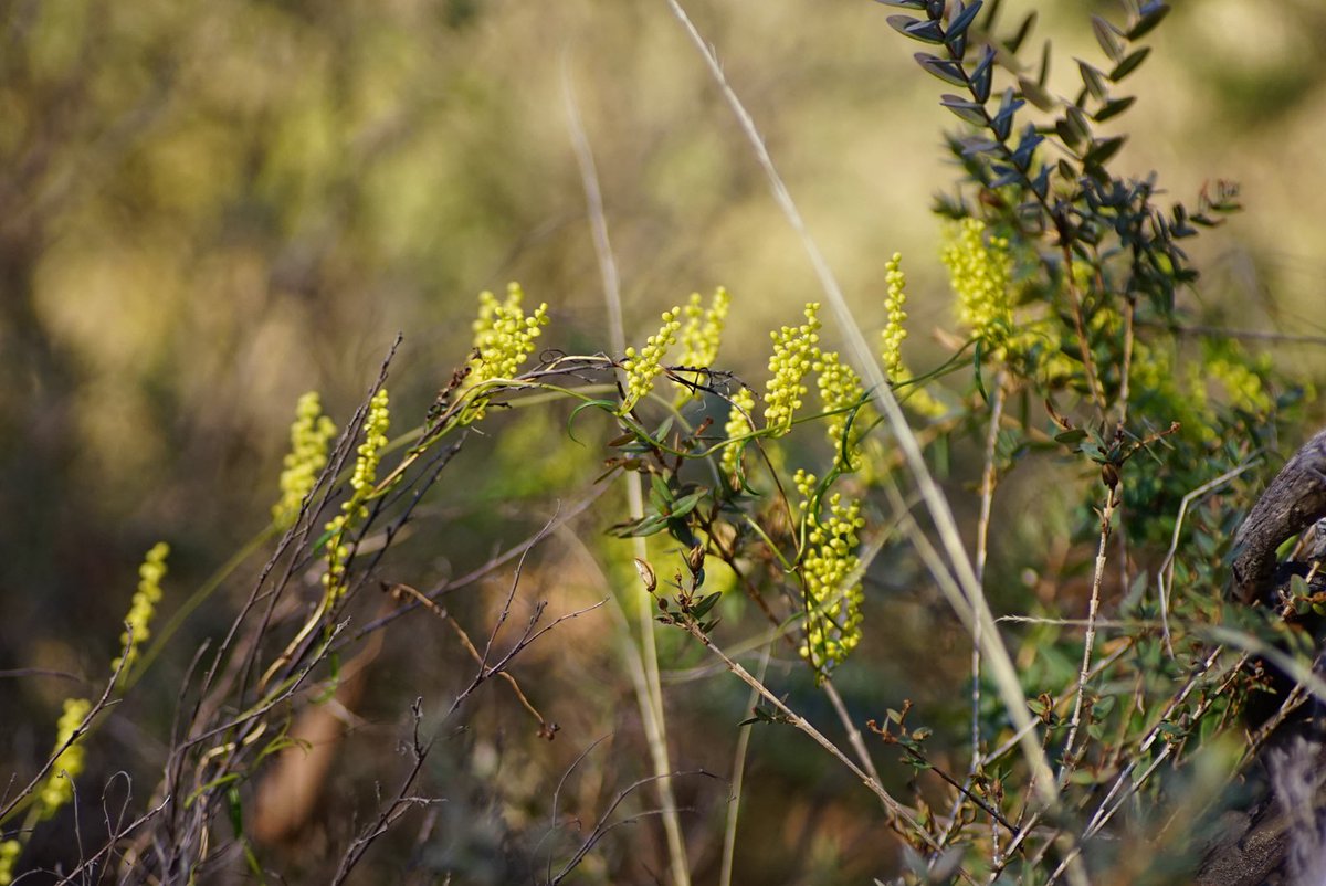 lost_in_botany's tweet image. Flowers of #Dioscorea hastifolia form spires of mostly upright spikes with yellow flowers and although not large glow when sunlight hits them right! (📸:2019)