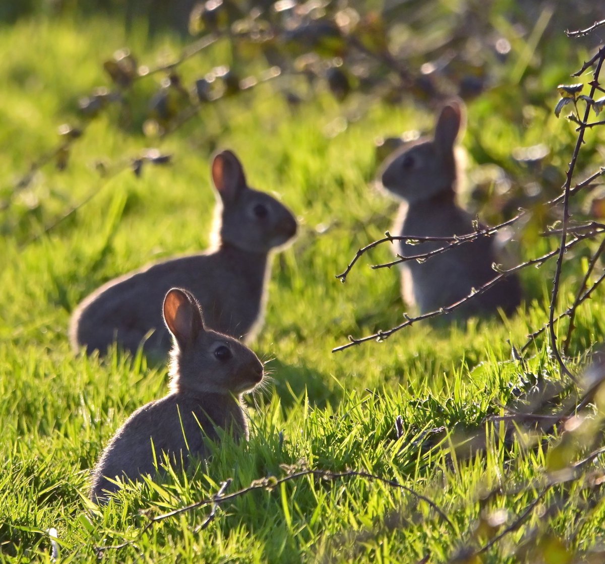 Carl Bovis tweet media