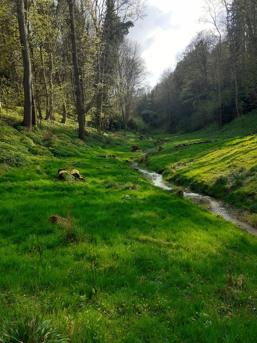 NE has purchased a portion of the Hexton Manor Estate and HMBG will be working with BBG to start surveying the bats there this year. It's absolutely beautiful with chalk streams and valleys and will hopefully one day have much of it restored to species-rich chalk grassland.