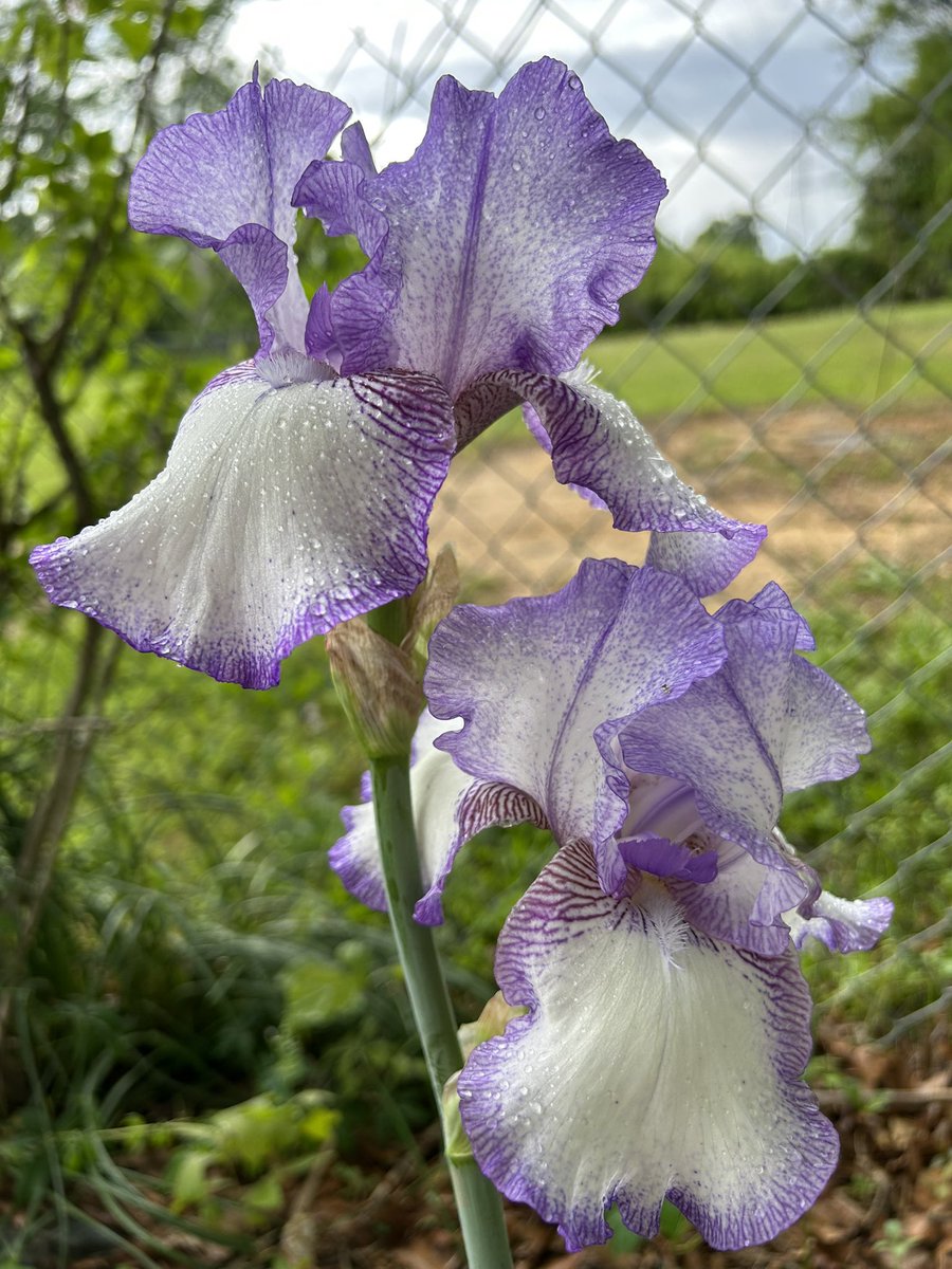 #SundayFunday it chucked down rain last night after I snapped this photo , but the sun is out this morning so it will be a gardening day😃

#GardeningTwitter #Flowers #Gardening #IrisFlowers #Iris #Spring #Plants #FlowerReport  #flowerphotography