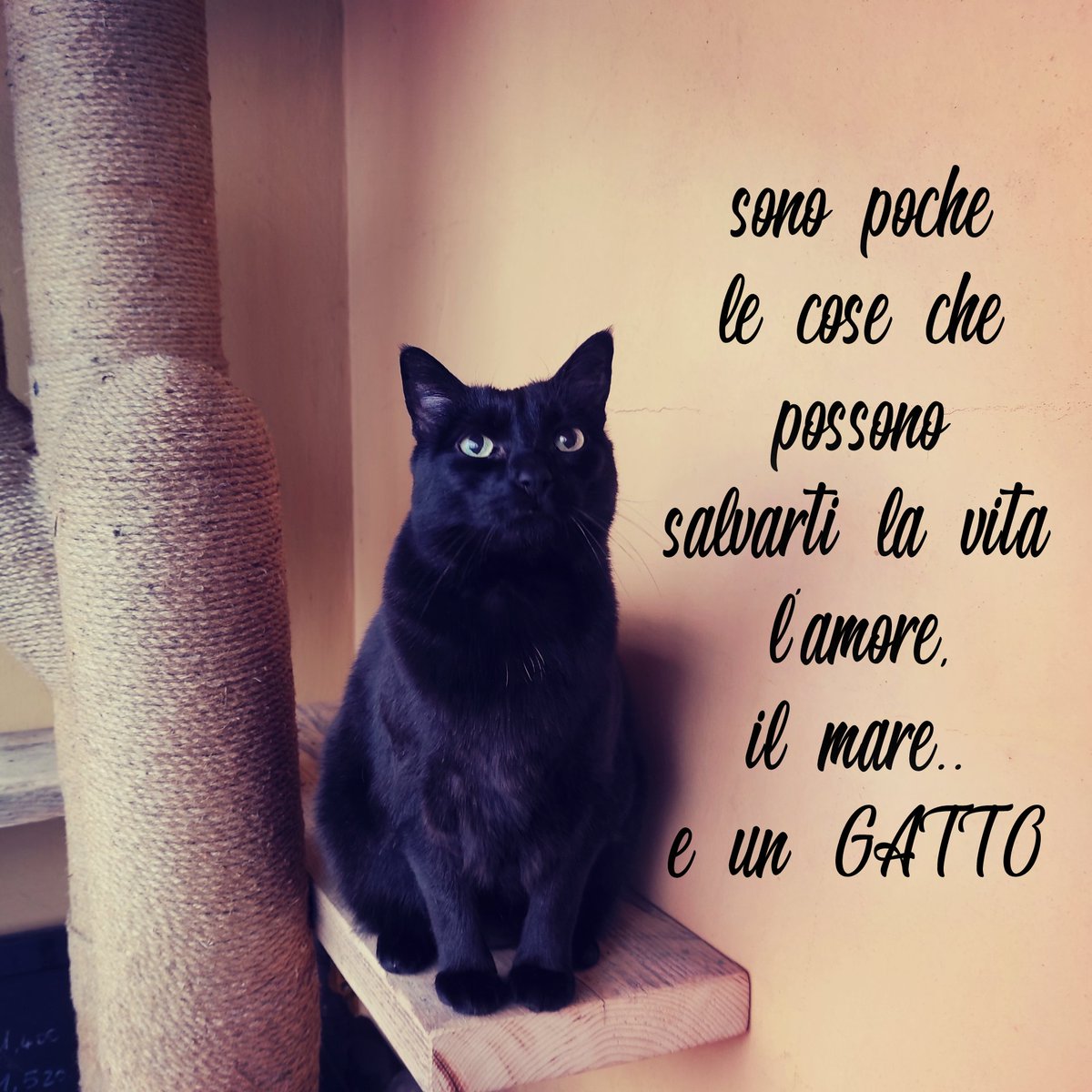 Sono poche le cose che possono salvarti la vita: l'amore, il mare.. e un GATTO. 🐈‍⬛🖤

#piccettino
#gattoeuropeo #gattonero #blackcatlover #blackcat #blackcattime #loveblackcats #loveblackcat #amoilmiogattonero #catlovers #catlover #catlove #cats #cattime #frasisuigatti