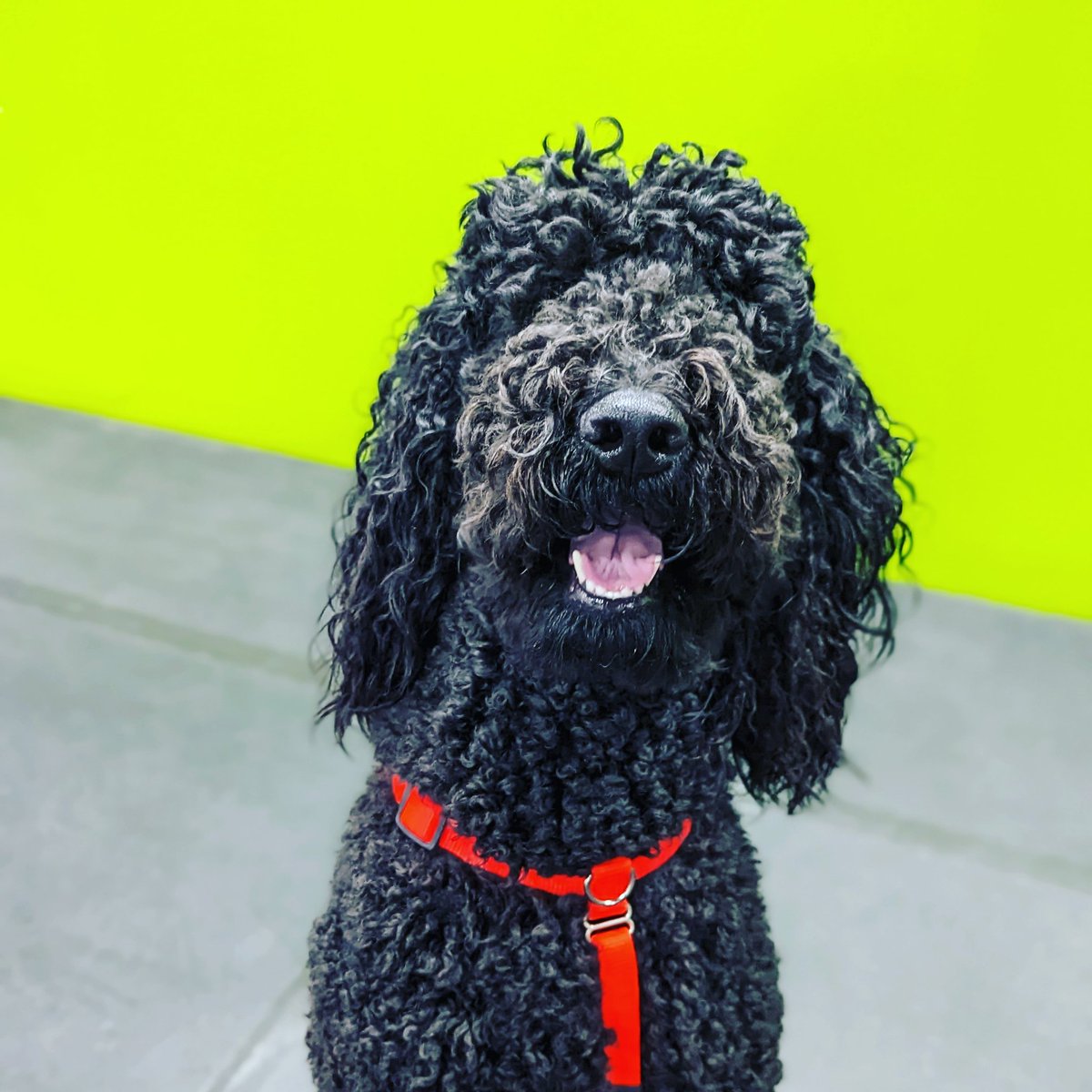 Leven is one of the sweetest dogs I have ever known. Counting her curls &amp; swirls and cuddling or running fast, she's up for anything. She has what my program strives for at Palladium Poodles. Sired by Mint. #poodle #dogsoftwitter #standardpoodle #breedpreservation #doglovers