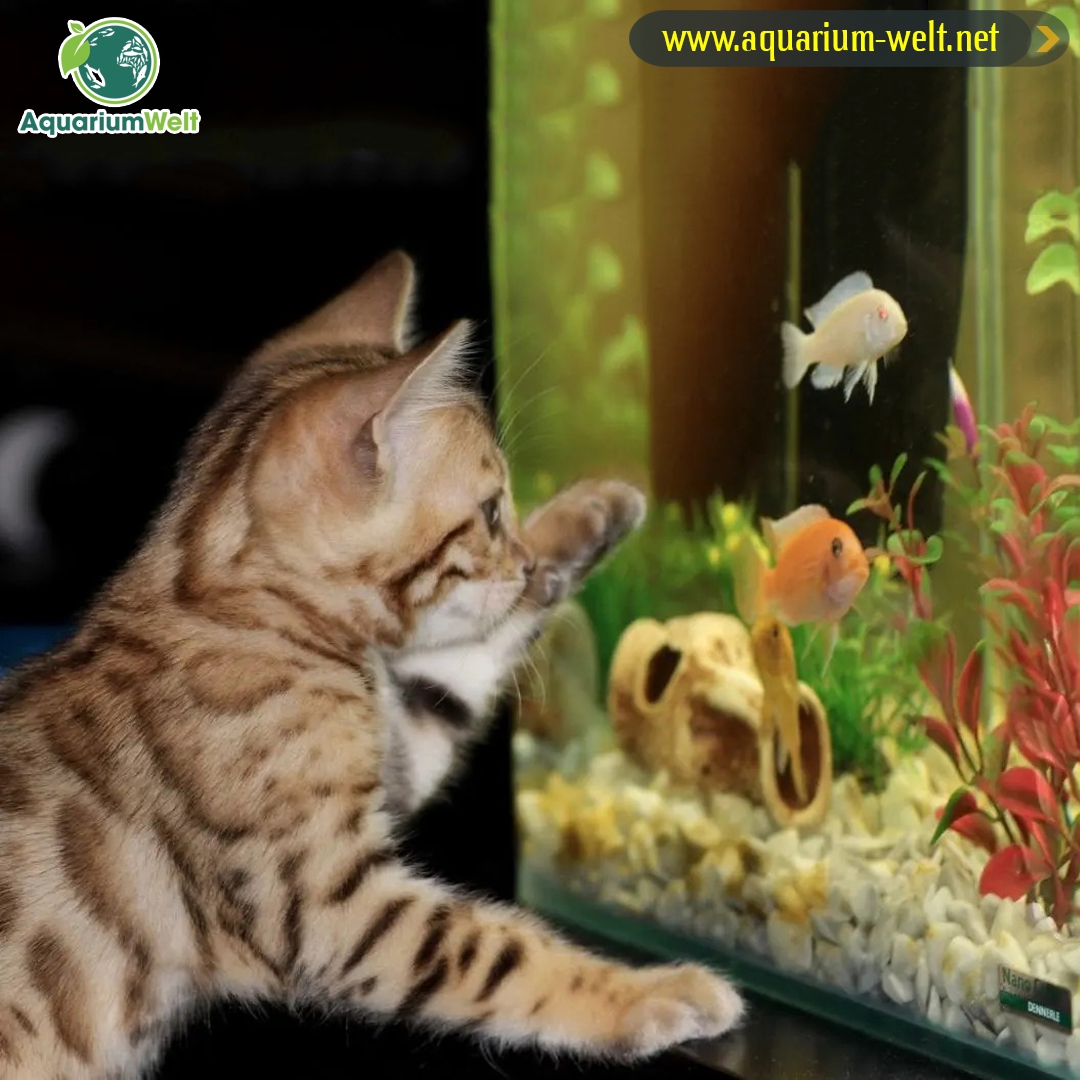 An einem schön eingerichteten Aquarium werden alle Familienmitglieder ihre Freude haben. Schon Babies sind von den bunten Bewegungen fasziniert. Besuchen Sie für Details > cutt.ly/H5d06aK
•
👉 aquarium-welt.net
•
#aqurium #aquaristik #Diskusfische #aquariumtiere